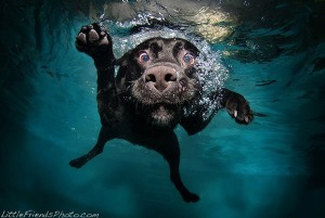 cachorros-debaixo-da-agua-4