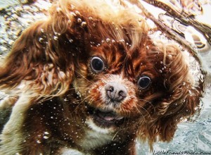 Cachorros debaixo d'água