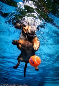 Cachorros debaixo d'água