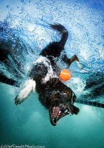 Cachorros debaixo d'água