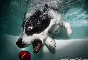 Cachorros debaixo d'água