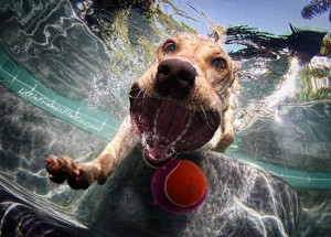 Cachorros debaixo d'água