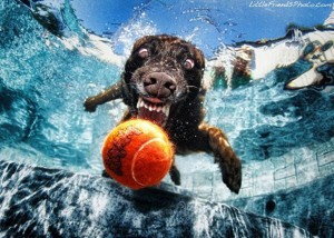Cachorros debaixo d'água