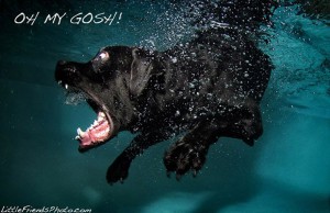 Cachorros debaixo d'água