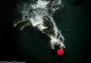 Cachorros debaixo d'água