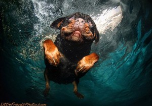 Cachorros debaixo d'água