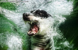 Cachorros debaixo d'água