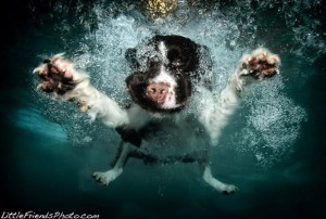 Cachorros debaixo d'água