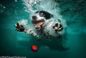 Cachorros debaixo d'água