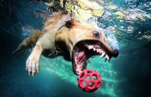 Cachorros debaixo d'água